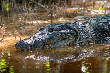 Güneş ışığı, ıslak ve dayanıklı timsah pullarından parıldar. Gözleri sakin ve eski günleri andırıyor. Kafasının etrafında çamurlu su kıvrılır. Vahşi, sabırlı ve güçlü. Vahşi yaşam, hayatta kalma ya da doğa sahneleri için mükemmel.