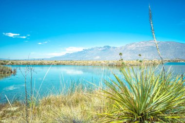 Sakin sular parlak mavi gökyüzünün altındaki uzak dağları yansıtır. Uzun otlar kıyı şeridi boyunca yavaşça sallanır. Dikenli agave bitkileri ön plana doku ekler. Açık gökyüzü huzur veriyor