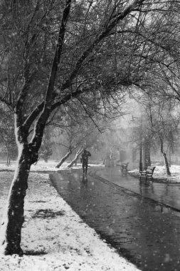 Adam kışın karlı bir parkta yürüyor. Karla kaplı ağaç fotoğrafı çerçeveliyor..