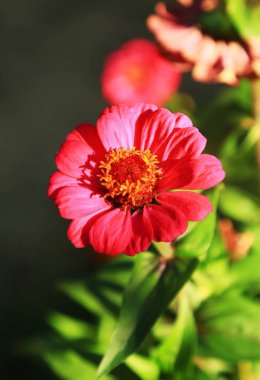 Yeşil yapraklar ve doğal ışık altında yakalanan ve bahar, çiçek ve botanik temalar için idealdir..