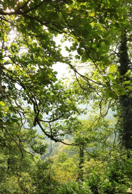 Orman ağacı dalları ve yeşil yapraklar vadi manzaralı doğal arka plan görüntüsü bırakır. Ağaç dalları ve yeşil yaprakların arasından manzaralı vadi manzarasıyla doğal bir orman çerçevesi oluşturur. Taze doğa arkaplanı.