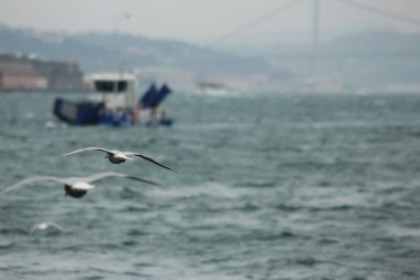 Balıkçı teknesi ve şehir planıyla denizlerde uçan martılar. Bulanık balıkçı teknesi ve sahil manzarasıyla denizin üzerinde uçan martılar..