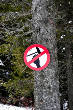 Bir çam ağacının gövdesindeki 