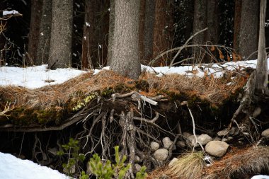 Bulgaristan 'ın Borovets kentindeki karlı bir bahar ormanında, bir nehir kıyısındaki ağaçların kökleri korunmasız. Arka planda eriyen kar ve doğal toprak erozyonu olan çam ağaçları. Görkemli dağ doğa manzarası.