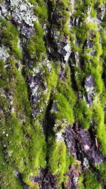 Ağaç kabuğunda büyüyen yeşil yosunların dikey yakın çekimi. Yumuşak güneş ışığıyla doğal orman dokusu. Organik ekosistem ve orman çevresinin detaylı makro görüntüsü. 4k dikey video.