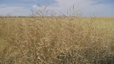 Çiftlik alanındaki kuru sarı tecavüz kapsülleri. Mavi gökyüzü arkaplanının video görüntüleri. Gündüz ve Tarım Alanı