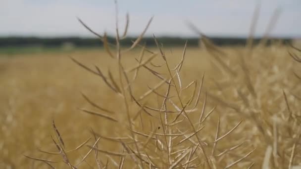 農場の畑で黄色い菜の花の鞘を乾かします。青い空の背景でのビデオのクローズアップ。昼・農作業場 — ストック動画