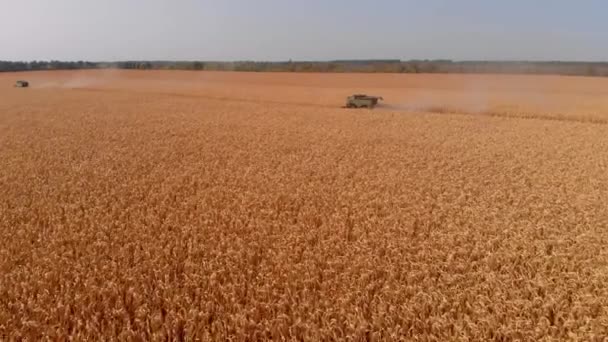 Nad górnym widokiem kombajnu rolniczego jest cięcie i zbiór dojrzałej kukurydzy na polach uprawnych. — Wideo stockowe