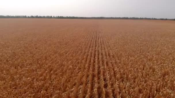 Récoltez des tiges sèches de maïs sur le champ à la fin de l'été ou à l'automne. Climat, campagne. Le champ de maïs sec avant la récolte. Maïs mûr dans les champs. Maïs prêt à la récolte. — Video