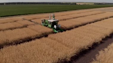 Arazide kolza tohumu bitkileri kesen hasatçıyı kapatın. Üreme alanı