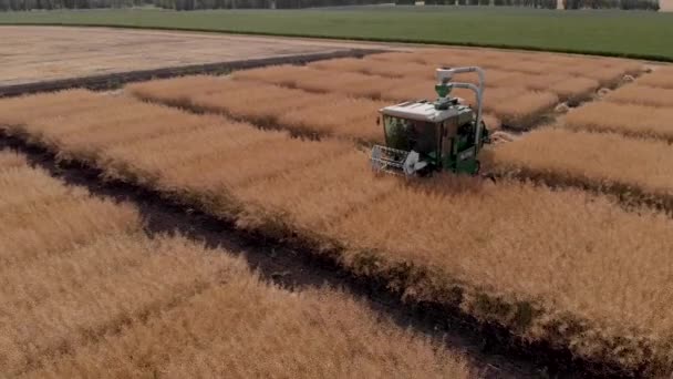 Gros plan de la moissonneuse-batteuse coupant des plants de colza dans le champ. Champ d'élevage