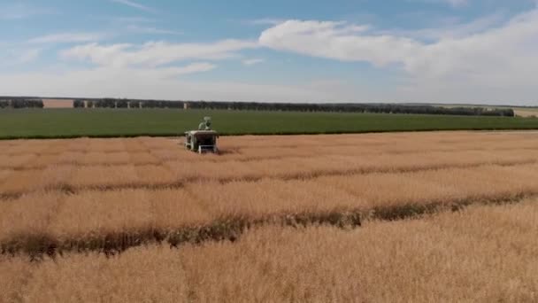 Gros plan de la moissonneuse-batteuse coupant des plants de colza dans le champ. Champ d'élevage — Video