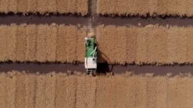 Arazide kolza tohumu bitkileri kesen hasatçıyı kapatın. Üreme alanı