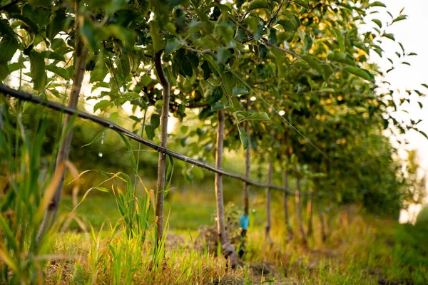 Menggunakan irigasi tetesan di kebun pohon apel muda Stok Lukisan  