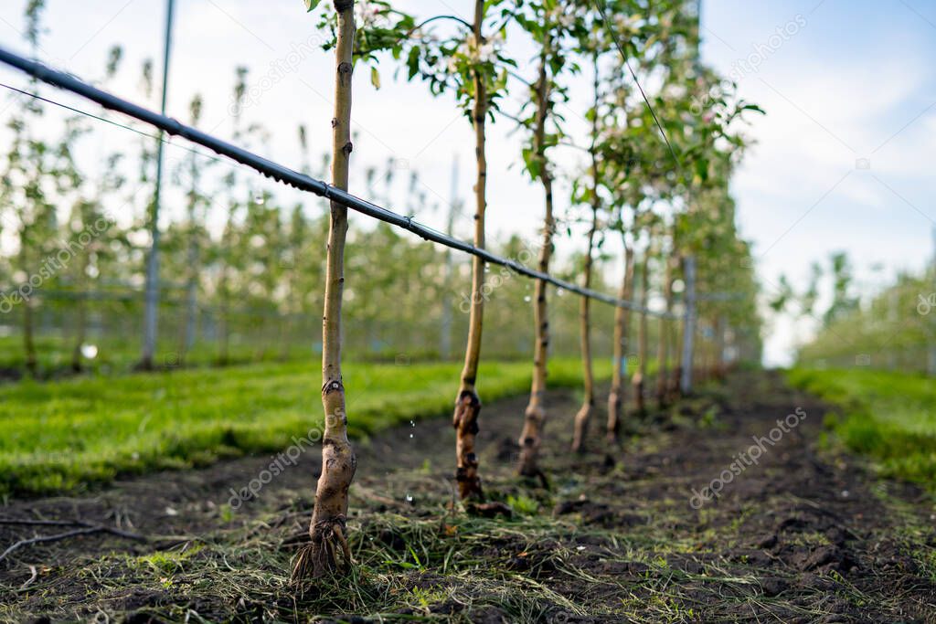 Using drip irrigation in a young apple tree garden