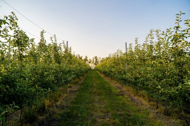 Ağaçlar için damlayan sulama sistemiyle genç bir elma bahçesi