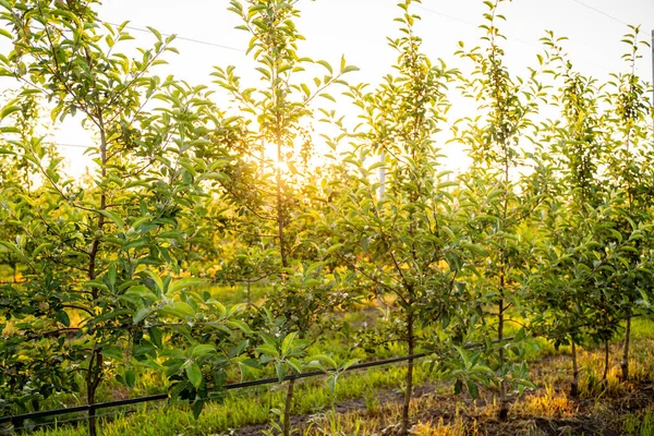 Junger Apfelgarten mit Tropfbewässerungssystem für Bäume — Stockfoto