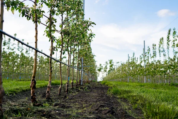 Apel muda kebun dengan tetesan irigasi sistem untuk pohon Stok Foto Bebas Royalti