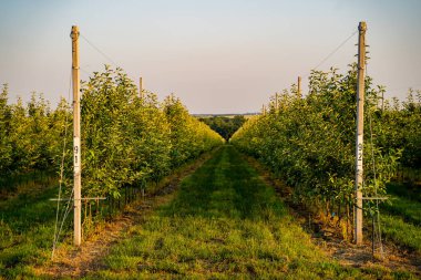 Genç endüstriyel elma bahçeleri çiçek açtı.