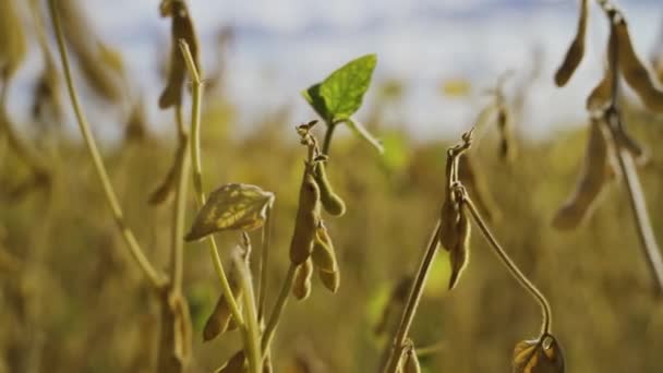 Soja de plein champ en automne presque prêt pour la récolte jaune vert — Video