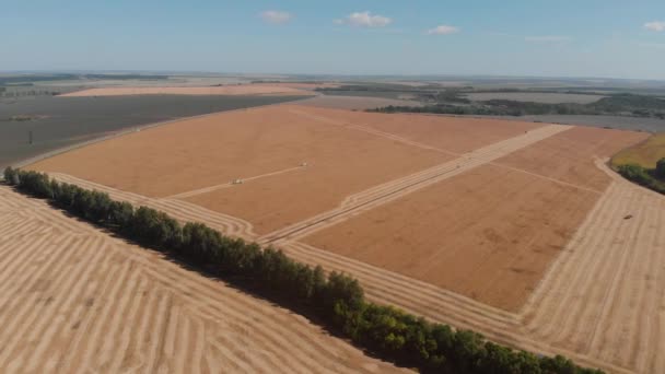 Soybean harvesting by combine harvester aerial view — Stock Video