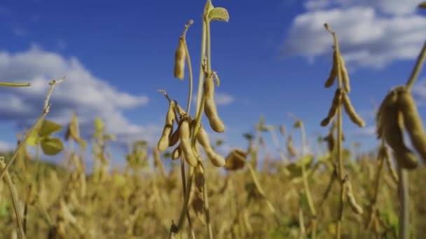 Semi di soia in autunno quasi pronti per la raccolta verde giallo — Video Stock