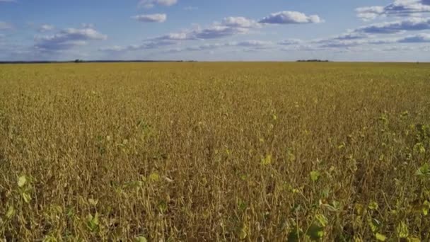 Fält sojabönor på hösten nästan redo för skörd gul grön — Stockvideo