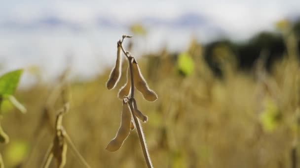 秋のフィールド大豆は黄色の緑を収穫する準備ができています — ストック動画