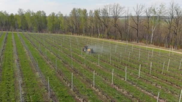 Processing of an apple orchard. Red tractor in the apple orchard. Spraying the garden with a tractor - video from the air. Tractor sprays trees in the garden. — Stock Video
