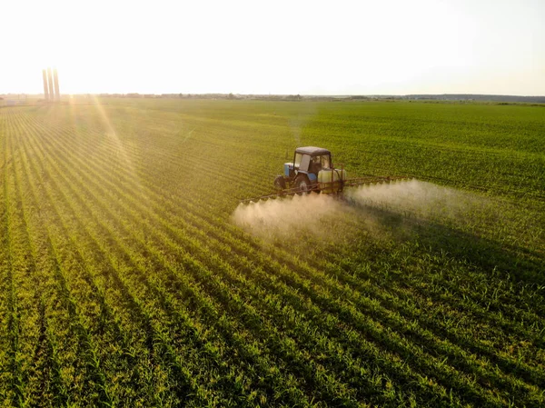 Traktor menyemprotkan pestisida di ladang jagung saat matahari terbenam — Stok Foto