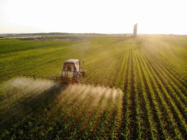 Trator pulveriza pesticidas em campos de milho ao pôr do sol — Fotografia de Stock