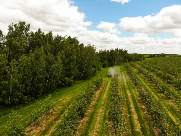 Traktor merah menyemprotkan pestisida di kebun apel. Menyemprot pohon apel dengan traktor — Stok Foto
