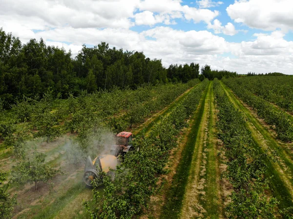 Traktor merah menyemprotkan pestisida di kebun apel. Menyemprot pohon apel dengan traktor — Stok Foto