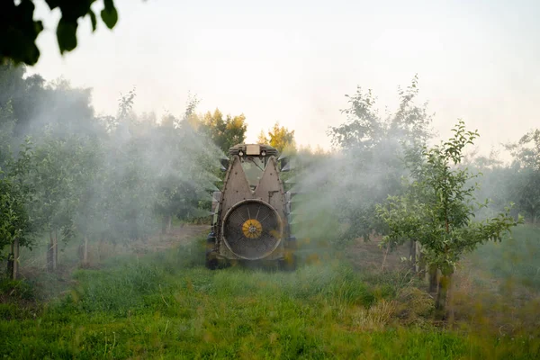 Traktor merah menyemprotkan pestisida di kebun apel. Menyemprot pohon apel dengan traktor — Stok Foto