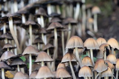 Küçük kahverengi mantarlar bir orman ortamında birlikte büyüyorlar. Seçici odak, mantar, doğa, ekoloji ve sonbahar ormanlık temaları için ideal dokuyu ve yinelemeyi vurguluyor.