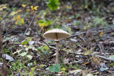 Orman zemininde yaprakların ve bitkilerin arasında yetişen tek bir yabani mantarın yakın çekimi. Doğal ışık ve sığ alan derinliği bu görüntüyü mantar, doğa, orman ve sonbahar kavramları için uygun kılar..