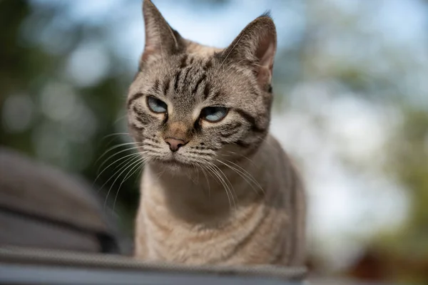 Mavi gözlü tekir kedinin yakın plan portresi. Açık havada, ışık altında oturuyor. Yüzün yüzeysel derinliği, hayvan, hayvan, hayvan, doğa ve sakin yaşam tarzı kavramları için resmi uygun hale getirerek, yüz hatlarını ve bıyıkları ön plana çıkarır..