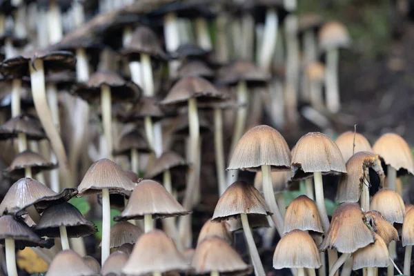 Küçük kahverengi mantarlar bir orman ortamında birlikte büyüyorlar. Seçici odak, mantar, doğa, ekoloji ve sonbahar ormanlık temaları için ideal dokuyu ve yinelemeyi vurguluyor.