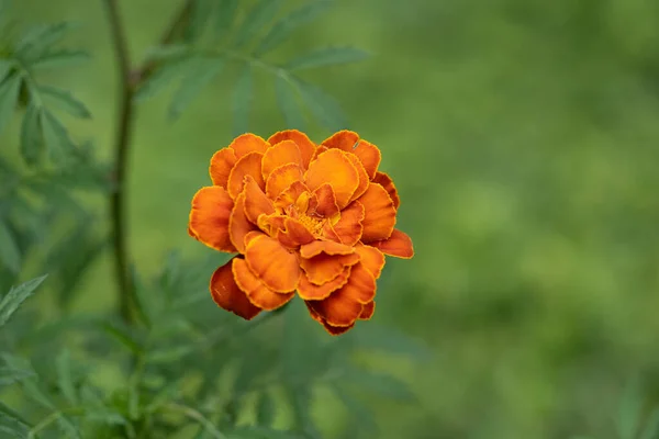 Turuncu kadife çiçeğinin tam çiçeklenmiş, pürüzsüz yeşil bir arkaplanı var. Canlı renk ve seçici odak bu resmi çiçekler, bahçıvanlık, doğa ve mevsimsel tasarım için uygun hale getirir..
