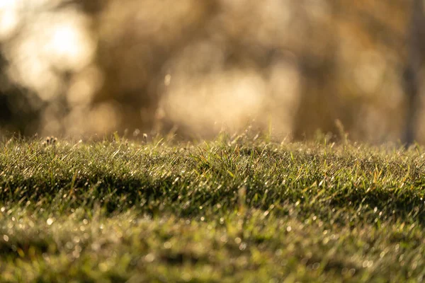 Çiyle kaplı çimenlerin alçak açılı görüntüsü, sıcak altın sabah ışığı ile aydınlatılmış. Yumuşak bokeh arkaplanı tazelik, sakinlik, sabah ve doğa arka plan kullanımı için uygun bir atmosferik görüntü yaratır.