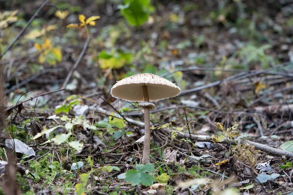 Orman zemininde yaprakların ve bitkilerin arasında yetişen tek bir yabani mantarın yakın çekimi. Doğal ışık ve sığ alan derinliği bu görüntüyü mantar, doğa, orman ve sonbahar kavramları için uygun kılar..