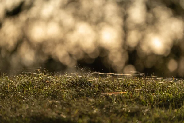 Yumuşak, ılık tonlu bokeh arkaplanı olan çimenlerin yakın çekimi. Doğal ışık ve sığ odak bu resmi soyut doğa, sonbahar havası ve arkaplan veya tasarım kavramları için ideal hale getirir..