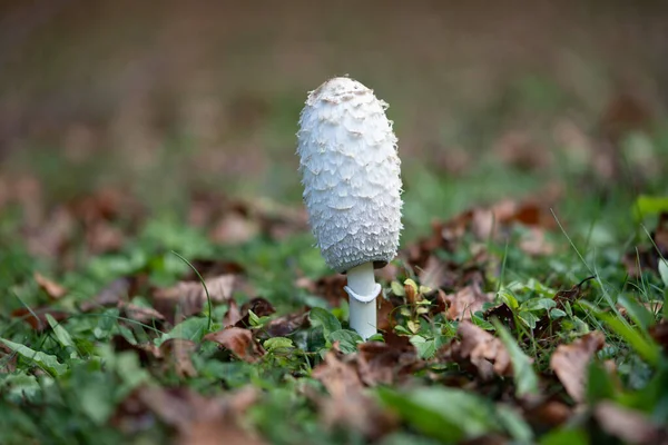 Çimenlerde ve düşmüş yapraklarda yetişen beyaz bir mantarın yakın çekimi. Sığ alan derinliği ve yumuşak arka plan mantarlar, doğa, orman ve sonbahar kavramları için uygun temiz bir doğal ortam yaratır..