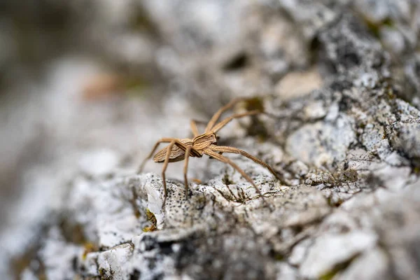 Açık renkli kaya yüzeyinde dinlenen kahverengi bir örümceğin yakın çekimi. Sığ alan derinliği deneği izole ederek bu görüntüyü vahşi yaşam, böcekler, doğa ayrıntıları ve makro kavramlar için uygun hale getirir..