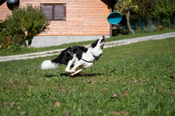 Açık havada uçan bir disk yakalarken çimenlerde koşan aktif bir köpek. Dinamik hareket ve doğal ışık bu görüntüyü evcil hayvanlar, oyun, eğitim, enerji ve açık hava yaşam tarzı kavramları için uygun hale getirir..