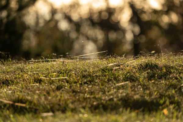 Yumuşak ve bulanık bir arkaplanı olan sıcak sabah güneşinin aydınlattığı otların alçak açılı görüntüsü. Doğal ışık ve sığ alan derinliği doğa, açık hava, tazelik ve mevsimsel kavramlar için ideal sakin ve atmosferik bir manzara yaratır..