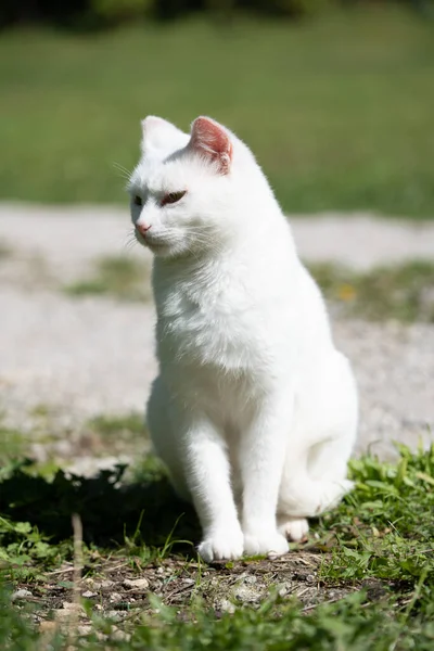 Beyaz kedi, çimlerin üzerinde, yumuşak, bulanık arka planda, güneş ışığında oturuyor. Temiz kompozisyon ve duruş bu resmi kediler, hayvanlar, hayvanlar, doğa ve açık hava yaşam tarzı kavramları için uygun hale getirir..