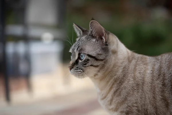 Açık havada mavi gözlü bir tekir kedinin yan profil portresi. Sığ alan derinliği kediyi yumuşak bir zemin üzerinde izole eder, evcil hayvanlar, hayvanlar, odaklanma ve sakin yaşam tarzı temaları için idealdir.