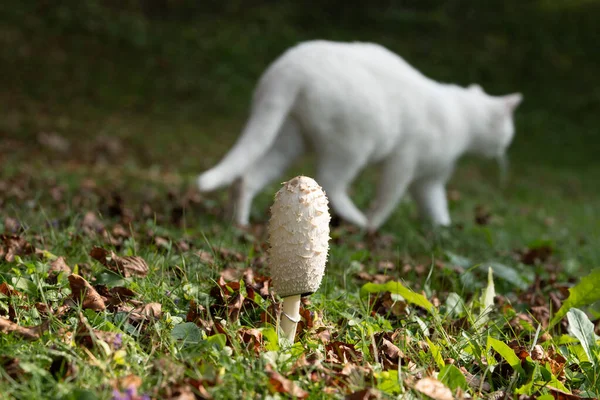 Arka planda beyaz bir kedinin yürüdüğü yabani bir mantarın çimlerin üzerinde büyüyen yakın plan fotoğrafı. Sığ alan derinliği mantarı keskin bir odak noktasında tutar. Arka plan ise bulanık kalır. Doğa, açık hava, yaşam tarzı kavramları için ideal..