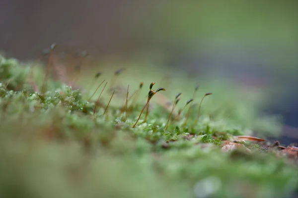 Yeşil yosunların yakın çekim makro görüntüsü ve yüzeyden yükselen narin sporofitler. Sığ alan derinliği ve yumuşak doğal ışık ekoloji ve mikro doğa kavramları için ideal sakin ve detaylı bir doğa sahnesi yaratır..